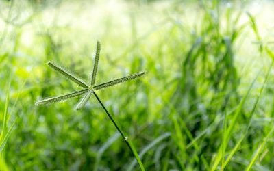 Fortaleça o manejo de resistência de plantas daninhas com estratégias pré-plantio eficientes