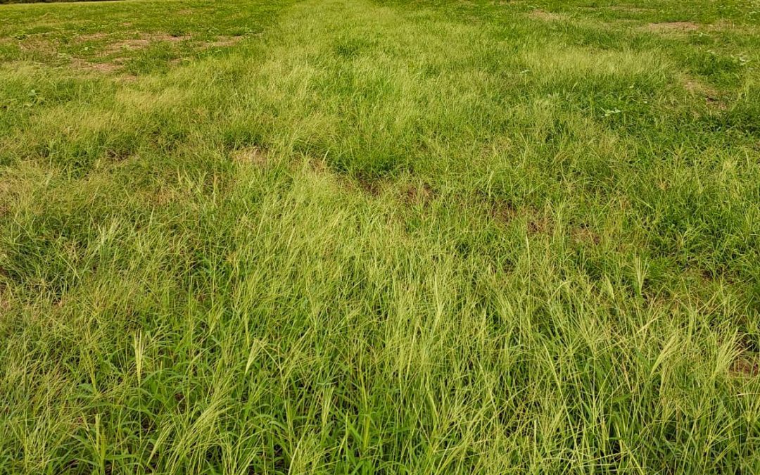 Por que as chuvas favorecem as plantas daninhas?