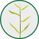 Capim-braquiária | Planta Daninha Herbicida - Ourofino Agrociência