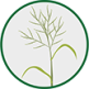 Capim-colonião | Planta Daninha Herbicida - Ourofino Agrociencia