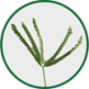 Capim-amargoso | Planta Daninha Herbicida - Ourofino Agrociencia