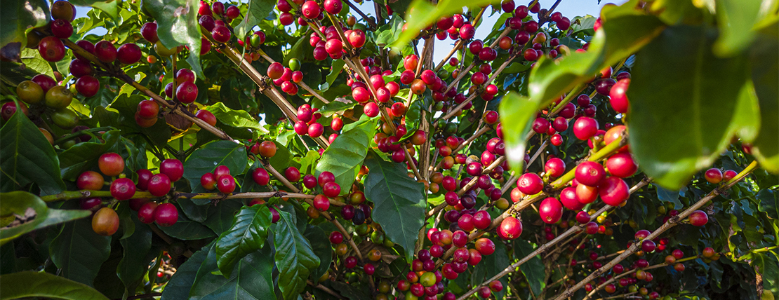Garantir controle eficiente do capim-pé-de-galinha no café com manejo direcionado