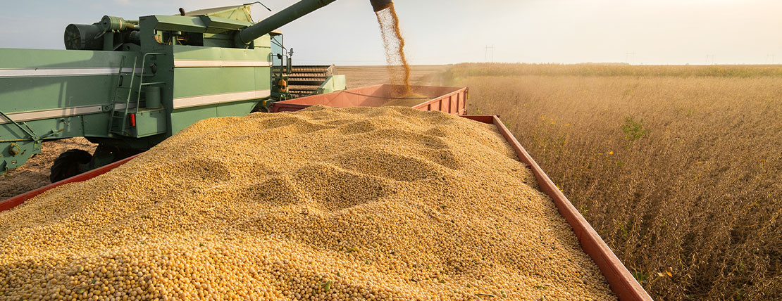 Análise do mercado de grãos Brasil X EUA: panorama e perspectiva para o futuro