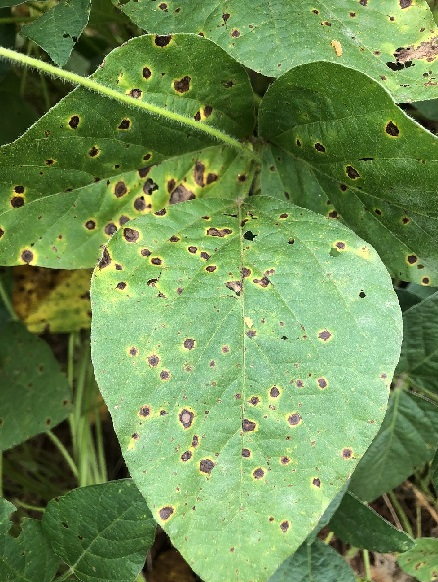 Tripes_Thrips_tabaci_algodao_inseticida_ourofino_agrociencia