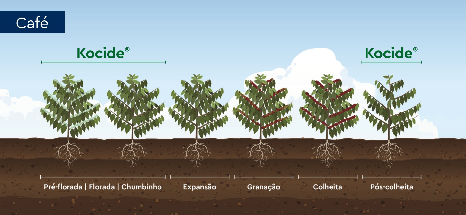 Herbicida_Fenológico_Café_Kocide_0824OF015 Fenologico_soja_herbicida_Sensus