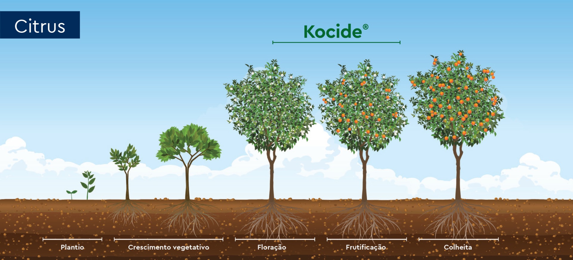 Herbicida_Fenológico_Citrus_Kocide_0824OF016 Fenologico_soja_herbicida_Sensus