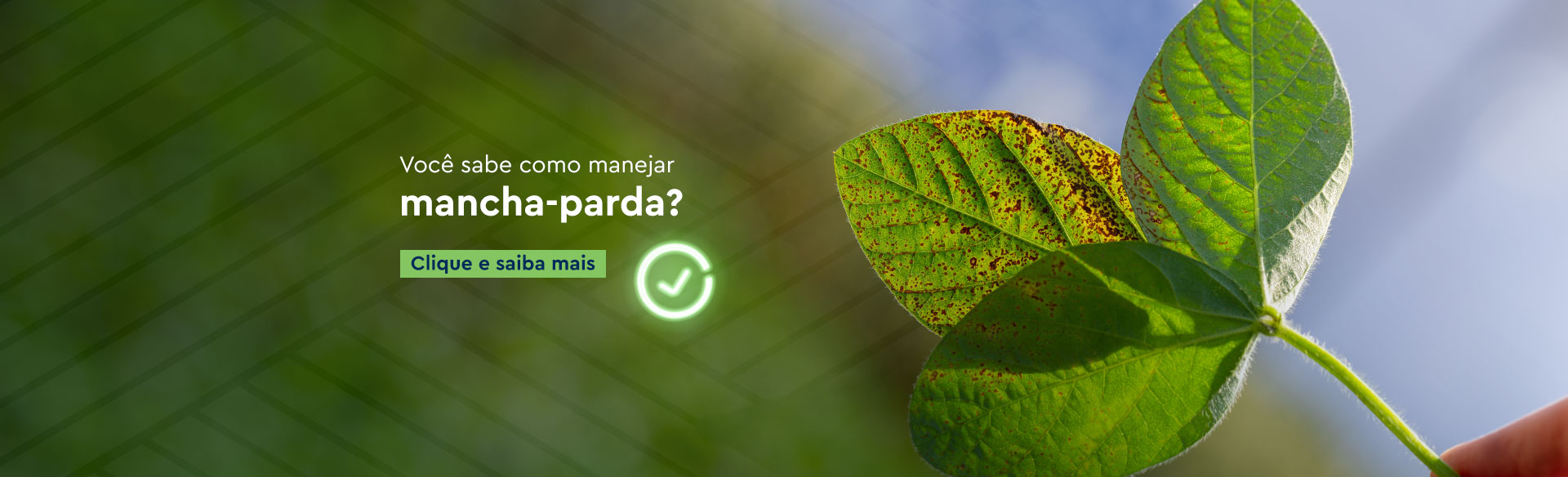 Controle a Mancha-Parda com fungicidas da Ourofino Agrociência.