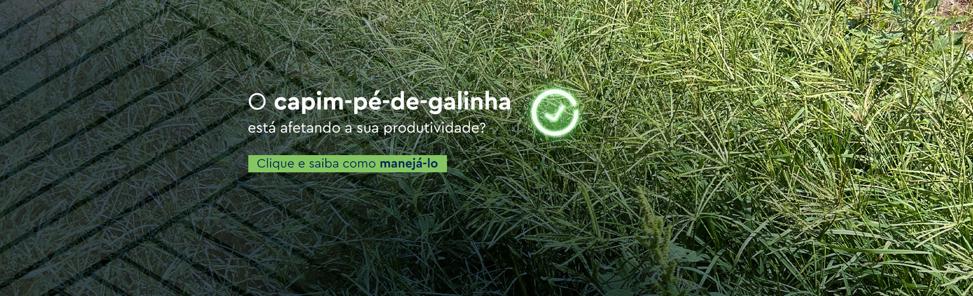 Banner Capim pé de galinha - Herbicidas - Ourofino Agrociência