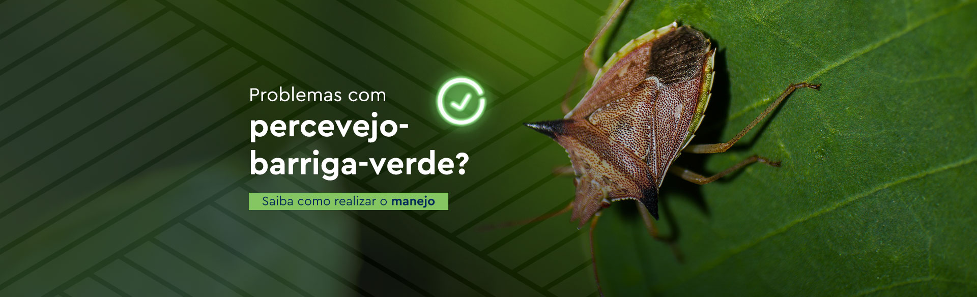 Banner_Percevejo_Barriga_Verde_1920x584px_0824OF