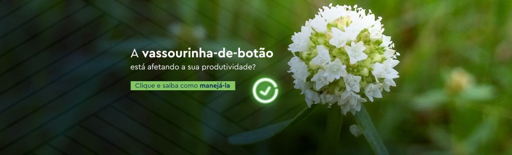 O controle eficiente da vassourinha‑de‑botão com Terrad’or® mostra resultados rápidos no campo e reforça o manejo de resistência.