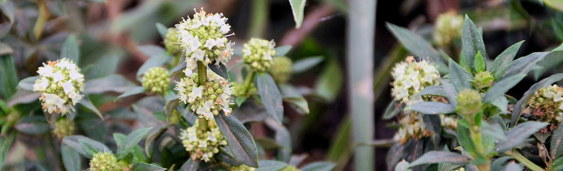 Vassourinha-de-botão herbicidas site Ourofino Agrociência