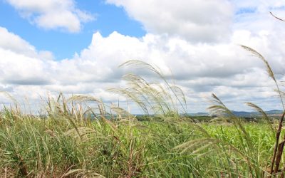 O avanço do capim-amargoso desafia lavouras
