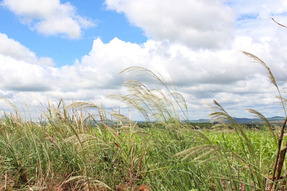 Como lidar com Capim-amargoso - Ourofino Agrociência