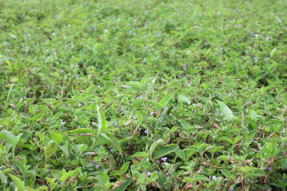 Trapoeraba - Ourofino Agro