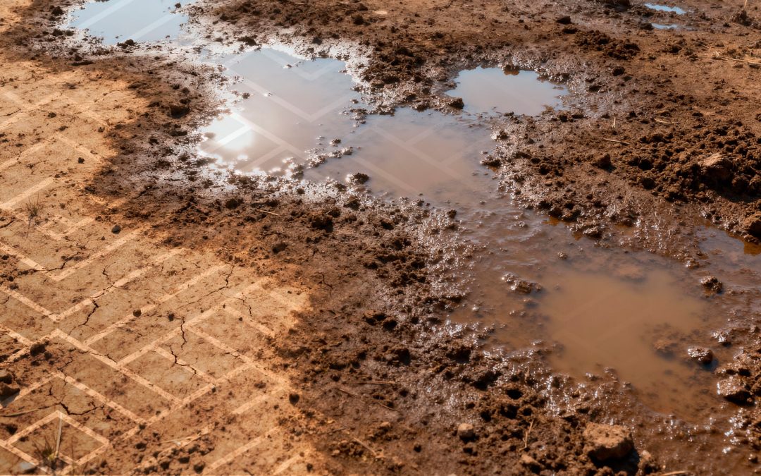 La Niña 2025/26 no plantio da soja: manejo integrado e momento ideal de semeadura