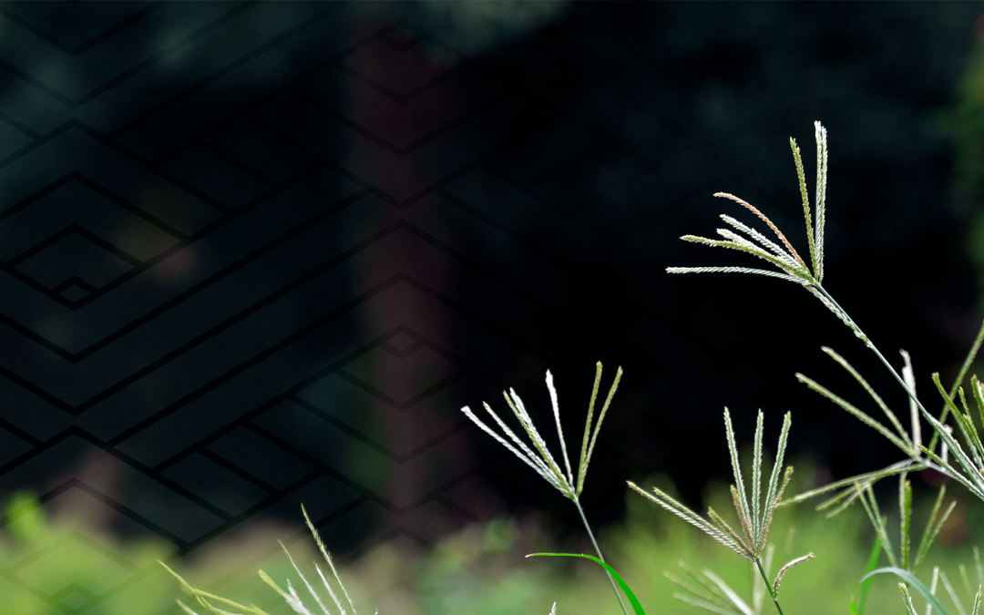 Laís Resende, Pesquisadora da Rehagro, avalia o manejo de plantas daninhas para um controle eficaz.