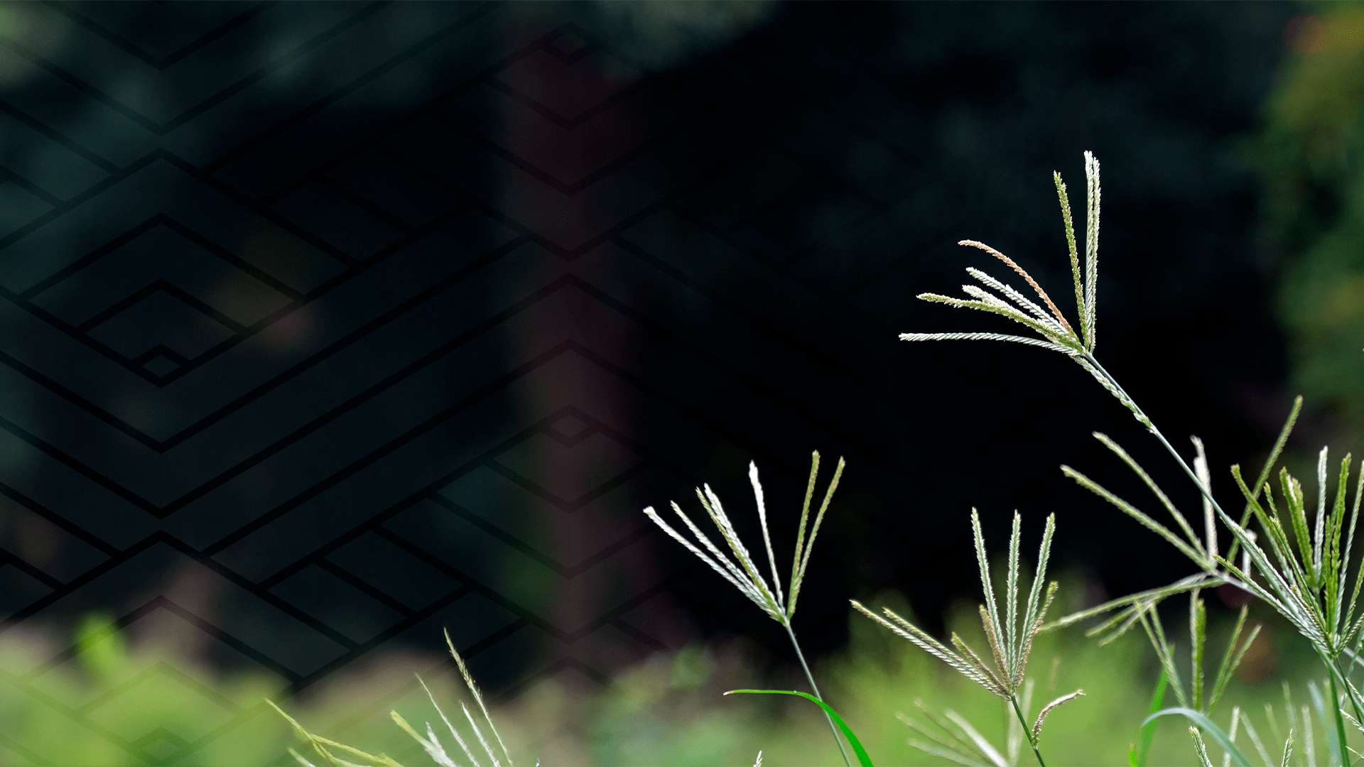 Estudo da Rehagro compara estratégias para manejo de plantas daninhas