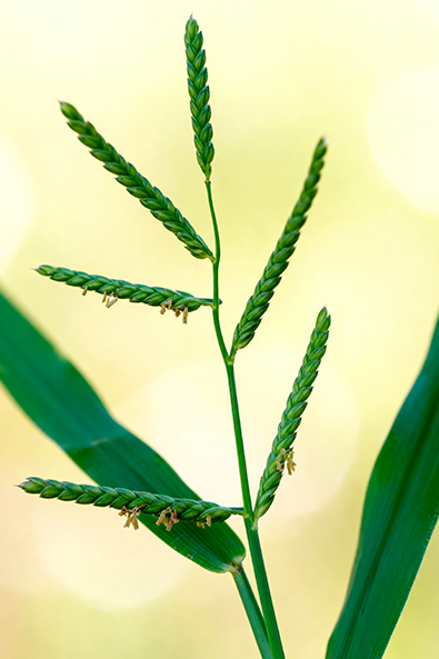 Alvos - Braquiaria - Ourofino Agro - Lateral