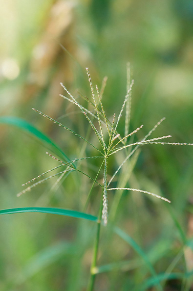 Alvos - Capim Colchao - Ourofino Agro - Lateral Alvos - Capim Colchao - Ourofino Agro - Lateral