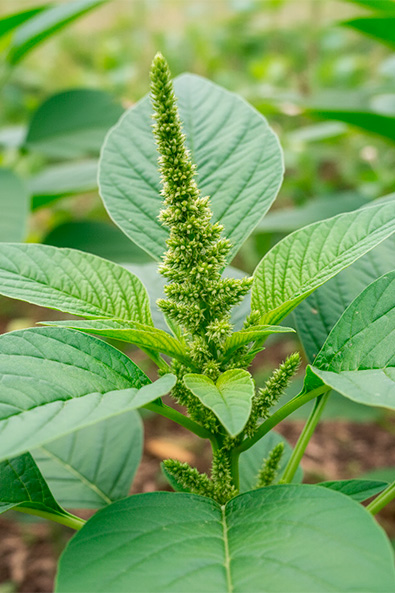 Alvos - Caruru - Ourofino Agro - Lateral