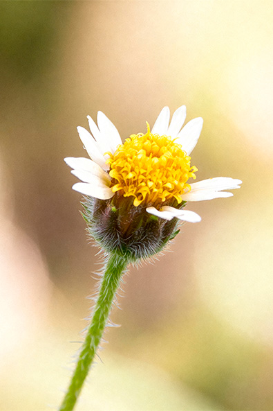 Alvos - Erva De Touro - Ourofino Agro - lateral