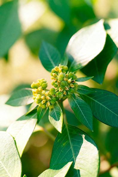 Alvos - Leiteiro - Ourofino Agro - Lateral