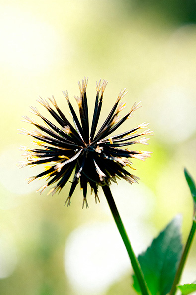 Alvos - Picão-Preto - Ourofino Agro - Lateral