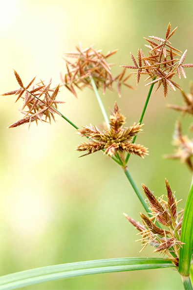 Alvos - Tiririca - Ourofino Agro - Lateral