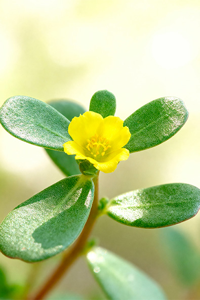 Alvos - Beldroega - Ourofino Agro - Lateral