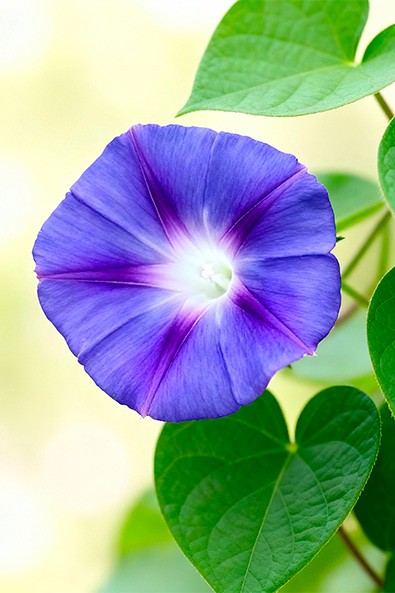 Alvos - Corda De Viola - Ourofino Agro - Lateral