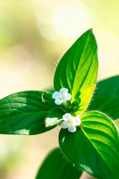 Alvos - Erva Quente - Ourofino Agro - Lateral