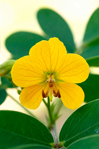 Alvos - Fedegoso - Ourofino Agro - Lateral