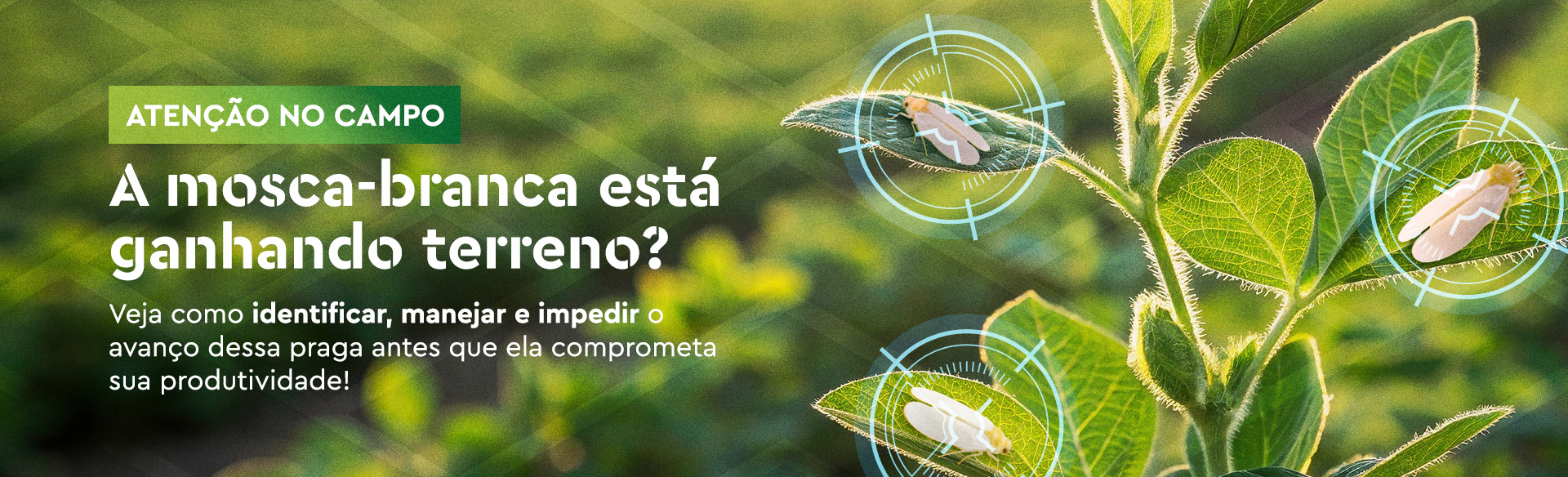 Alvo Mosca Branca - Ourofino Agro