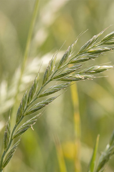 Alvos - Azevém - Ourofino Agro - Lateral