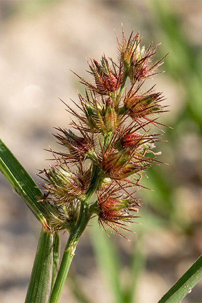 Alvos - Capim Carrapicho - Ourofino Agro - Lateral