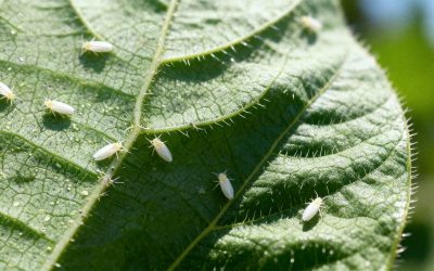 Adotar controle estratégico da mosca-branca no algodão é decisivo desde o início