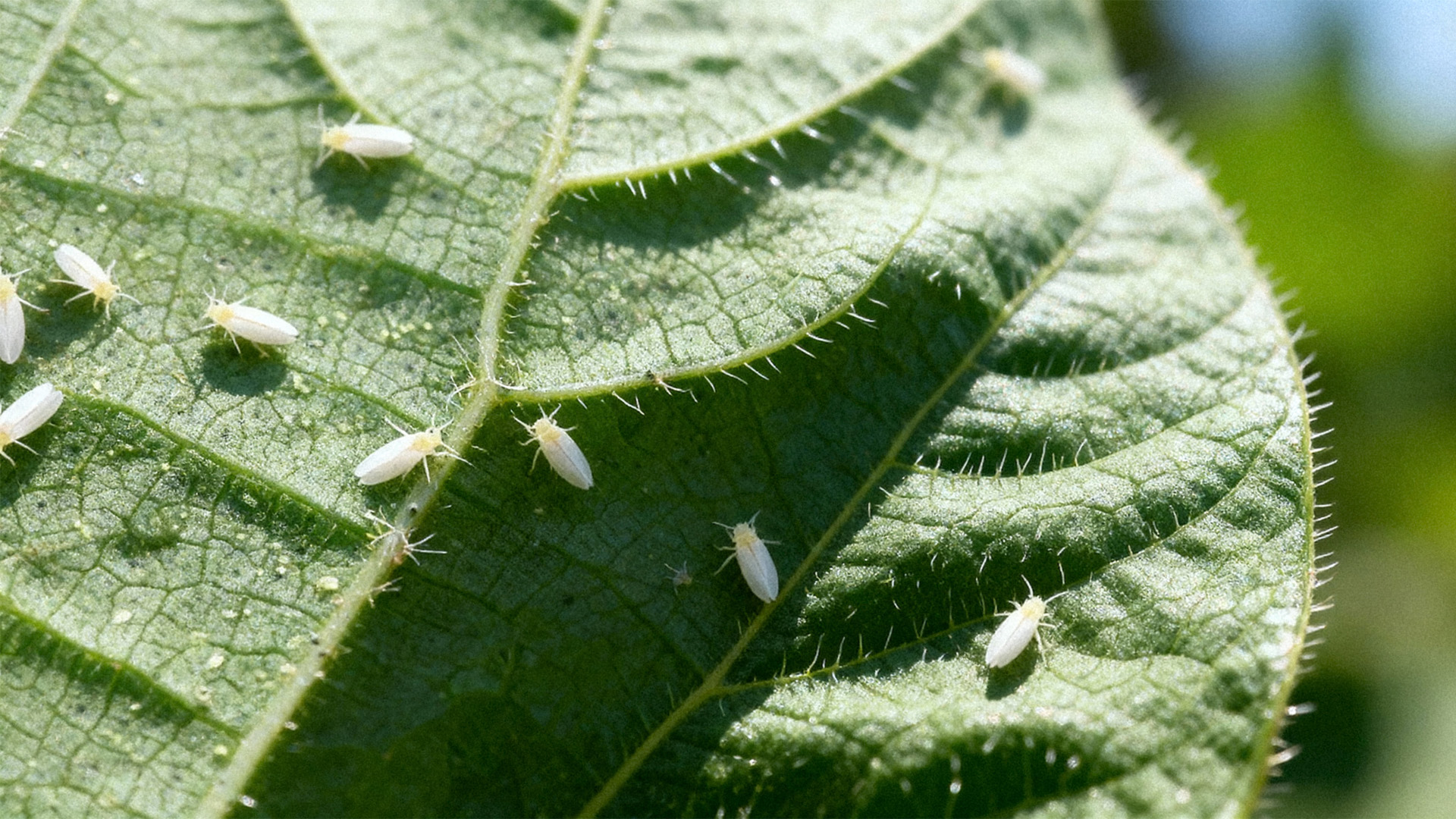 Adotar controle estratégico da mosca-branca no algodão é decisivo desde o início