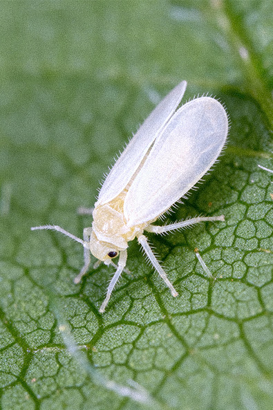 Alvos - Mosca-branca - Ourofino Agro - Lateral
