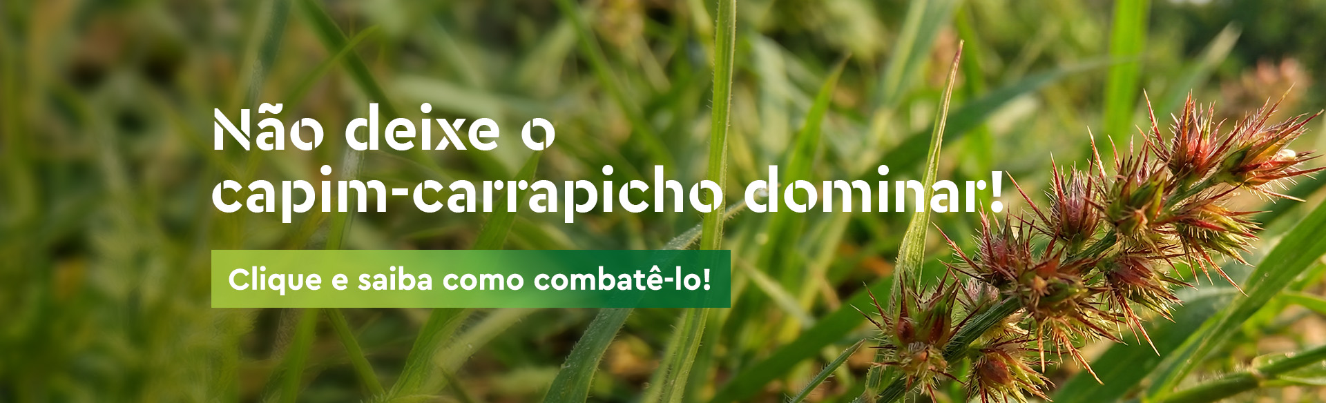 1474-2_Ourofino-Banners-Site_CapimCarrapicho