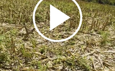 Definir manejo eficiente de dessecação pós-colheita do milho garante plantio limpo