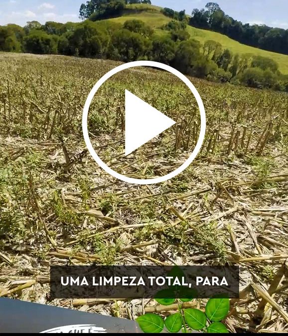 Definir manejo eficiente de dessecação pós-colheita do milho garante plantio limpo