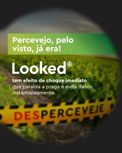 ação rápida contra percevejos na lavoura com efeito de choque imediato