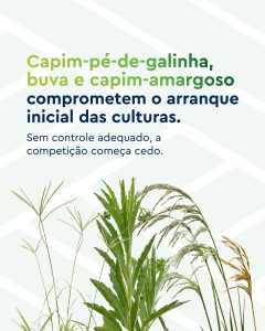 dessecação pré-plantio para controle de plantas daninhas resistentes antes do plantio