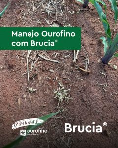 eficiência do herbicida Brucia no controle do capim-pé-de-galinha no milho