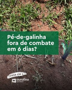 eficiência do herbicida Brucia no controle do capim-pé-de-galinha no milho