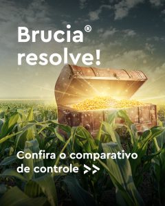 eficiência do herbicida Brucia no controle do capim-pé-de-galinha no milho