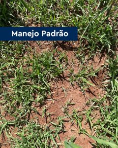 eficiência do herbicida Brucia no controle do capim-pé-de-galinha no milho