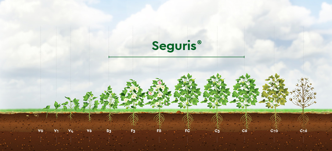 Seguris Algodão Dotte Fungicida Premiun Ourofino Agrociência