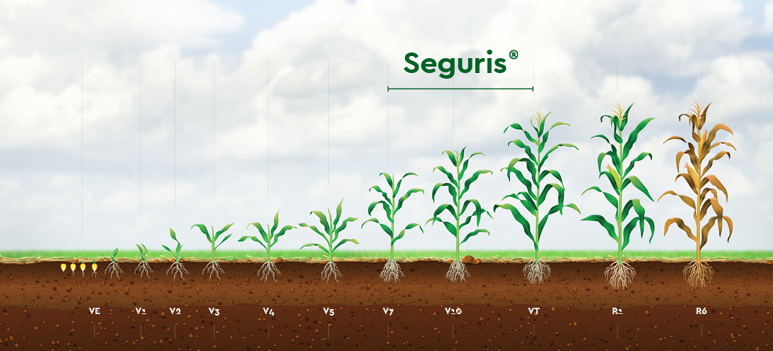 Seguris Milho Dotte Fungicida Premiun Ourofino Agrociência