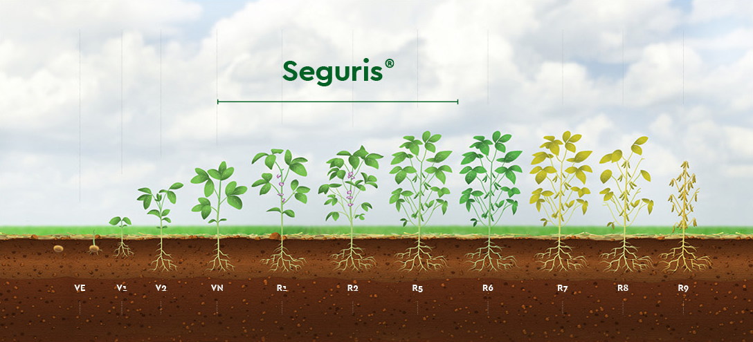Seguris_Soja Dotte Fungicida Premiun Ourofino Agrociência